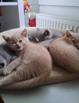 Süße Britische Kurzhaar Kitten suchen liebevolles Zuhause! - Freiburg (Breisgau)