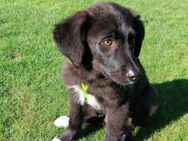 Remy sucht eine Familie - Hemer