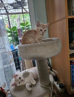 Katzen Babys Baby Kittys abzugeben - Mönchengladbach