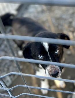 Nala - Gnadenbrotplatz gesucht - Weilheim (Oberbayern)