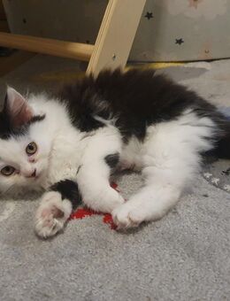 Maine Coon x British Langhaar Mix Kitten - Plauen