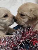 Traumhafte Labrador Welpen in 23552