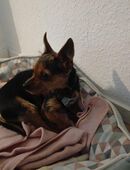 Yorkshire Terrier + Russkie Toy Terrier mischling sucht neues Zuhause in 40235