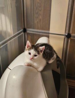 Kleiner Norwegischer Waldkatzen Mix Kater - Mittelneufnach