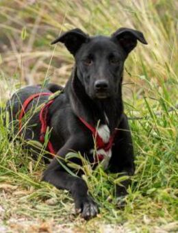Maria Eine Freundin fürs Leben 🐾 - München
