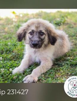 Chip 231427: Hundekind sucht ein Zuhause - Kirchzell
