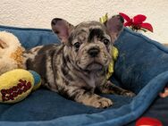 Französische Bulldogge Welpen - Schiffweiler