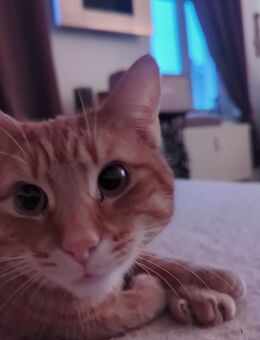 Kater abzugeben Chemnitz - Chemnitz