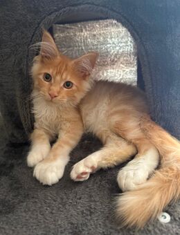 Main coon Kater - Velbert