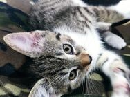 BKH Kittens - Amstetten