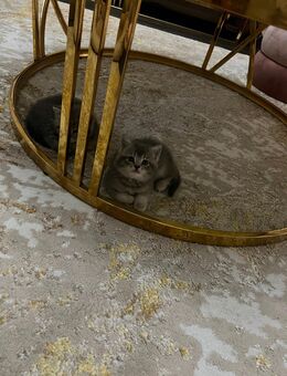 Reinrassiger Bkh Silver tabby kitten - Duisburg