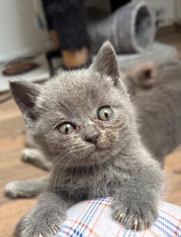 Bkh kitten suchen zuhause - Hagen (Stadt der FernUniversität) Vorhalle
