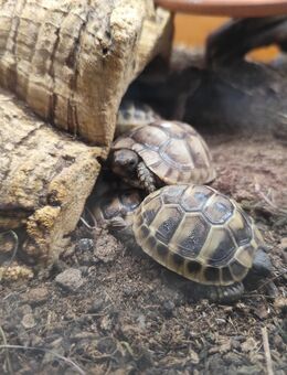 Maurische und Griechische Landschildkröten - Nachzucht 2025 in liebevolle Hände abzugeben. - Bad Lausick