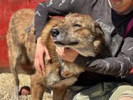Marius ist ein Gute-Laune-Hund - München