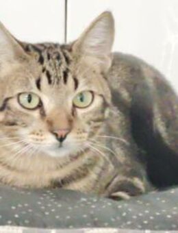 Kater Heredia 4 - Bochum