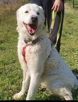 Heidi wartet in den Abruzzen - Marienfließ
