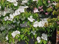 Das Besondere im Garten: Cornus `Venus`, Blumenhartriegel `Venus (R) - Neuenbrook