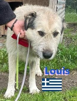 Louis - freundlicher Kuschelbär - Heppenheim (Bergstraße)