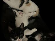 Babykatzen suchen ein neues Zuhause - Gera