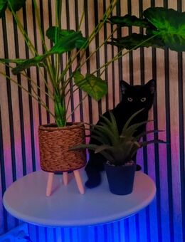 Kira sucht ein neues Zuhause, da wir unser Zuhause verlassen. - Berlin