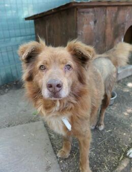 Kasper hübscher fröhlicher Rüde - Kallmünz