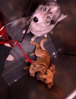 Zu Hause für Traumhund gesucht - Ingolstadt