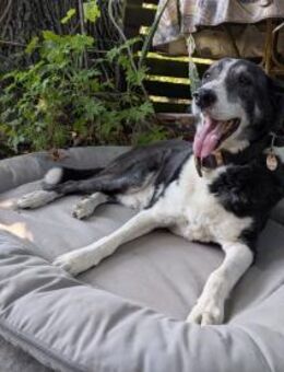 Domino - wachsamer, anhänglicher Kumpel - Berlin