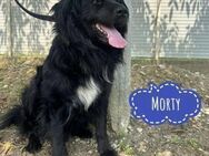 Morty ein Friendly-Dog - Flörsheim-Dalsheim