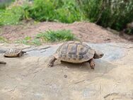 Griechische Landschildkröten Schildkröte Testudo NZ23 NZ24 Schildkröten - Fulda