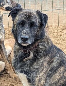 Newt von kettenlos - Bollingstedt