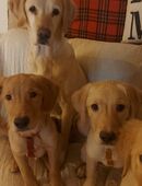 Hundewelpen suchen gute Familie❤️ in 20357