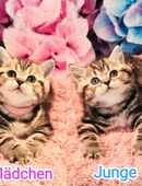 Bkh Kitten, Kätzchen mit Stammbaum in 33142