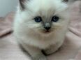 Ragdoll Kitten in 90429