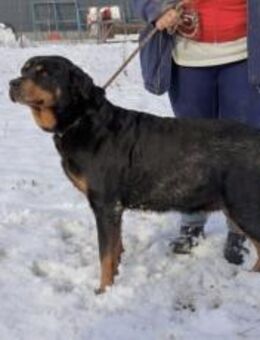 tolle Rottweilerin Grete sucht Körbchen - München