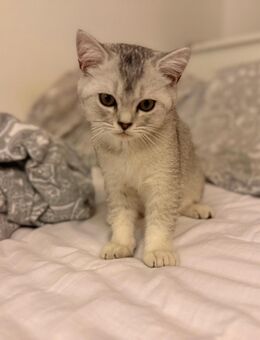 Britisch Kurzhaar - Gießen