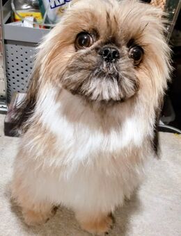 Shih tzu mini mädchen - Aschersleben