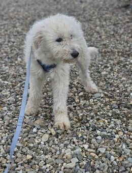 Maltipoo Paula sucht ihre Couch - Mannheim