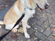 Labrador Retriever sofort abholbereit - Ludwigshafen (Rhein)