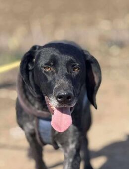 Ronja, Traum auf 4 Pfoten - Lindenberg (Rheinland-Pfalz)