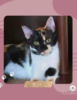 Sanftes Kätzchen Meli wartet auf Post - Lalendorf