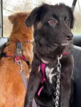 Wer kann der kleinen Frieda helfen? - München