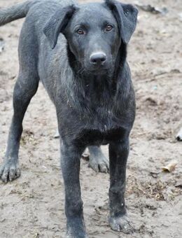 Dreckspatz Caspar unser feiner Kerl - Gerlingen
