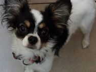 Chihuahua Hündin in gute Hände abzugeben - Paderborn