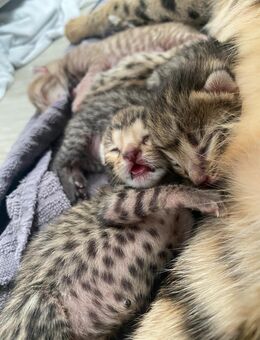 Savannah Kitten/ Savannahkatzen Babys - Waldshut-Tiengen Zentrum
