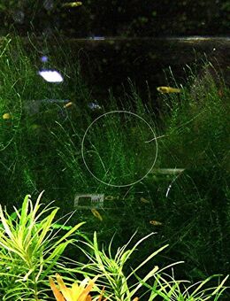 Stringymoos, Aquariumpflanze, Versand/ Abholung - Mechernich