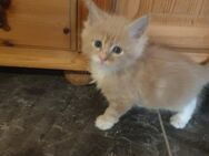 Maine coon kitten - Dortmund