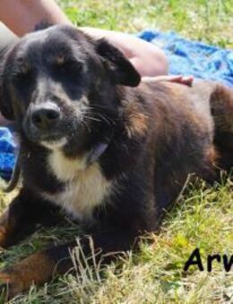 Arwen Hündin mit Herz sucht Familie... - Kissing