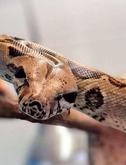 Boa Constrictor Riesen-Schlange männlich 2,40m inkl. Terrarium - Leipzig Alt-West