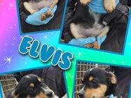 Süßer Elvis bald auf Pflegestelle! - Nürnberg