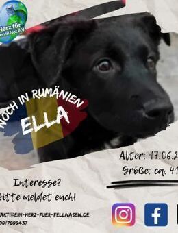 ELLA - ein eigenes Körbchen wäre super - Waakirchen